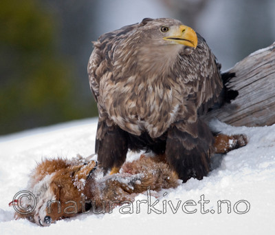 BB 08 0001 / Haliaeetus albicilla / Havørn <br /> Vulpes vulpes / Rødrev